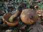 Céklatinóru (Neoboletus xanthopus), Budai-hegység